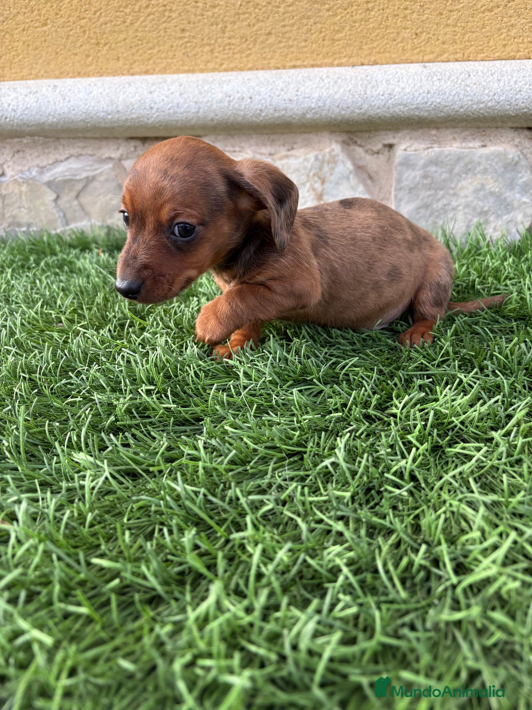 Teckel Miniatura perros en venta: Teckel Kaninchen macho Merle chocolate diluido  - Anuncio 10