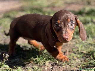 Teckel Miniatura perros TECKEL CHOCOLATE MINIATURA en Barcelona - Anuncio 5