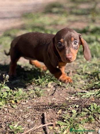 Teckel Miniatura perros en Barcelona - Anuncio 6