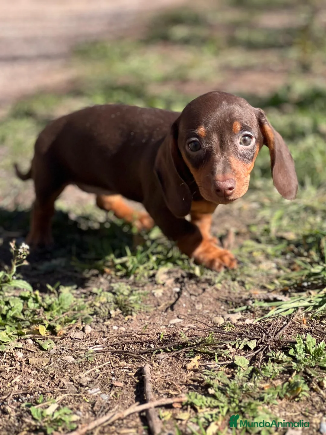 Teckel Miniatura perros en venta: TECKEL CHOCOLATE MINIATURA en Barcelona - Anuncio 1