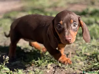 Teckel Miniatura perros TECKEL CHOCOLATE MINIATURA en Barcelona - Anuncio 5