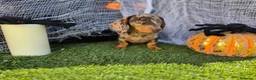 Teckel Miniatura perros en venta: TECKEL MINI & KANNINCHEN ARLEQUINES - Anuncio 4