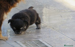 Chihuahua perros en venta: Chihuahuas - Imagen 10