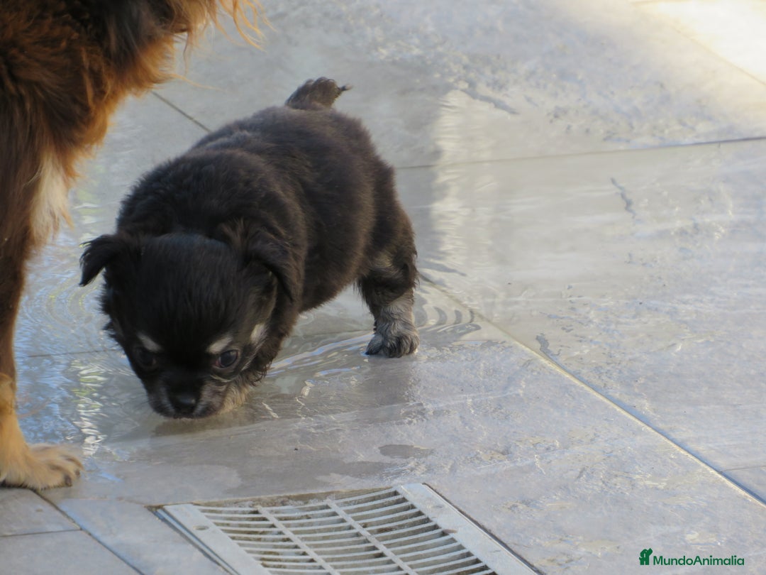 Chihuahua perros en venta: Chihuahuas - Imagen 10