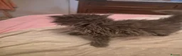 Persa gatos en venta: Gatos persas  - Anuncio 10