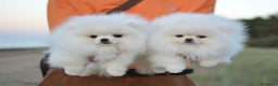 Pomerania perros en venta: pomerania super pequeños - Anuncio 1