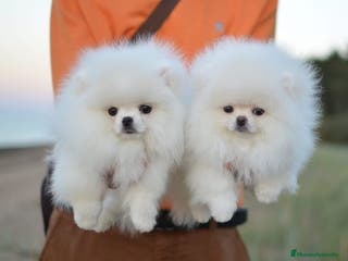 Pomerania perros pomerania super pequeños - Anuncio 7