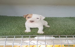 Jack Russell Terrier perros en venta: Jack Russell Macho disponible  - Imagen 1
