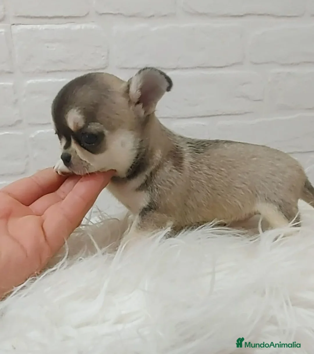 Chihuahua perros en venta: CHIHUAHUAS TOY CABEZA DE MANZANA en Sevilla - Anuncio 2