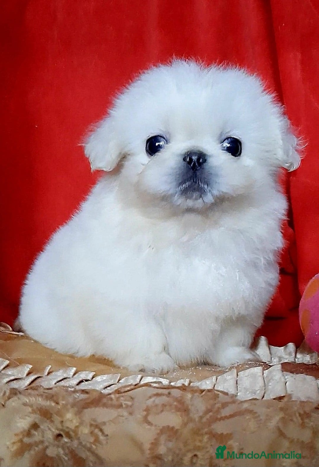 Pekinés perros en venta: Cachorros Pequinés imperial  - Anuncio 4