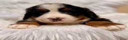 Boyero de Berna perros en venta: ÚLTIMA HEMBRA BOYERO DE BERNA PARA RESERVAR - Anuncio 2