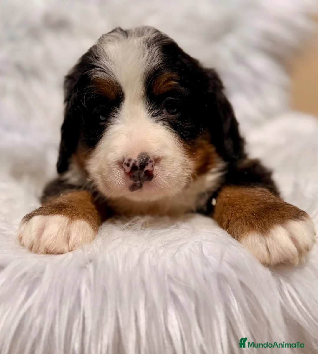 Boyero de Berna perros en venta: ÚLTIMA HEMBRA BOYERO DE BERNA PARA RESERVAR - Anuncio 2