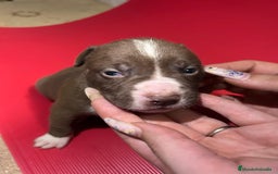 American Pit Bull Terrier perros en venta: camada American Pitbull Terrier  - Imagen 15