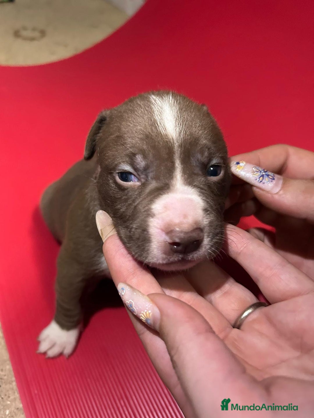 American Pit Bull Terrier perros en venta: camada American Pitbull Terrier  - Imagen 15