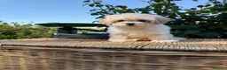 Maltipoo perros en venta: Maltipoo hembra con todas las vacunas !!! - Anuncio 4