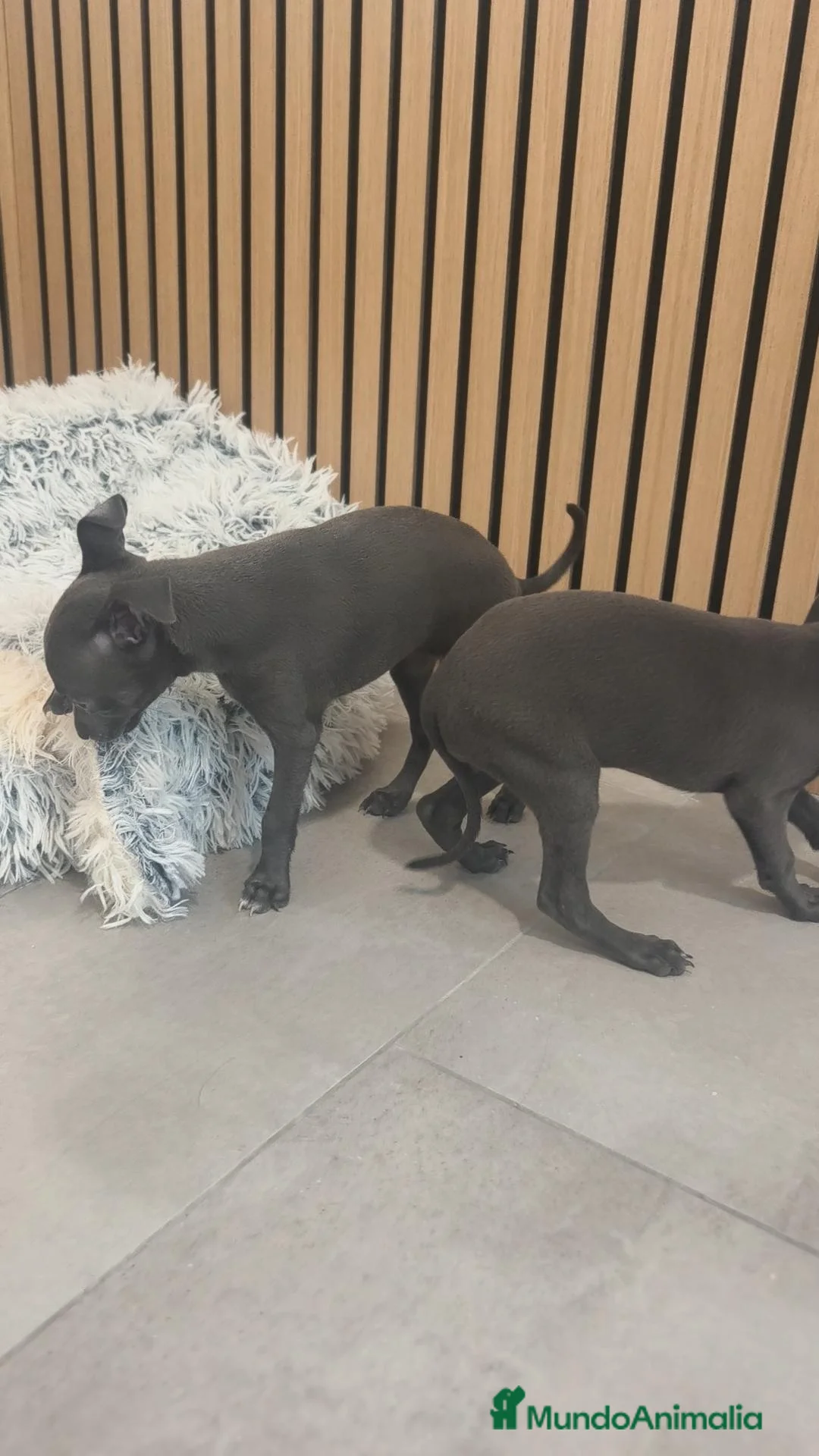 Pequeño Lebrel Italiano perros en venta: Pequeño Lebrel Italiano Macho y Hembra  - Anuncio 2