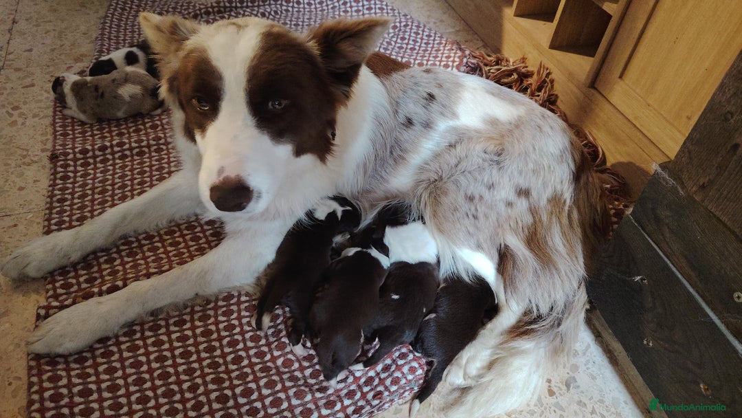 Border Collie perros en venta: Cachorros border collie - Anuncio 1