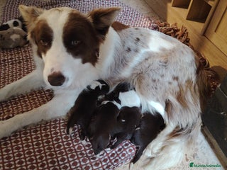 Border Collie perros Cachorros border collie - Anuncio 13