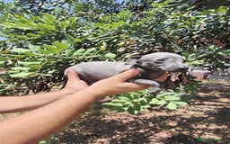 Pequeño Lebrel Italiano perros en venta: Pequeño Lebrel Italiano ♂️♀️ - Imagen 1