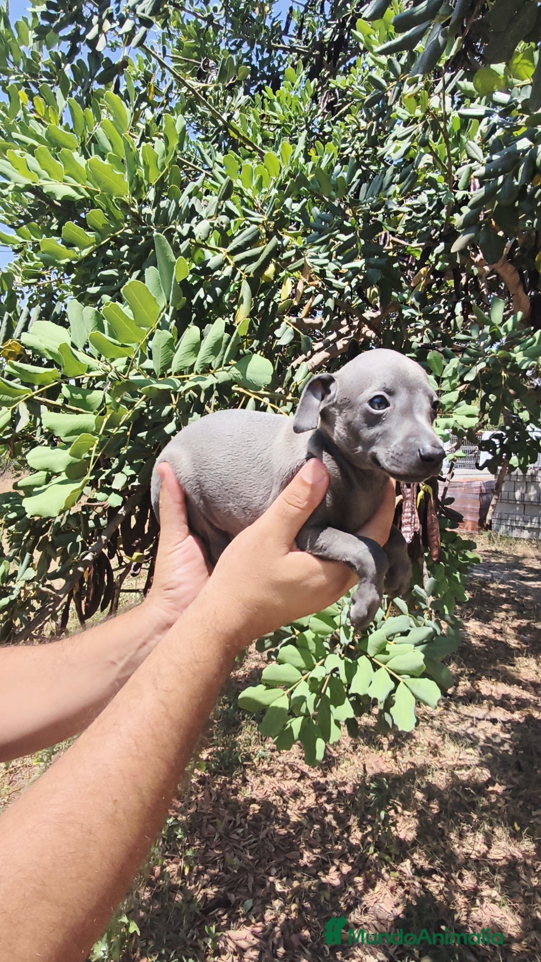 Pequeño Lebrel Italiano perros en venta: Pequeño Lebrel Italiano ♂️♀️ - Imagen 1