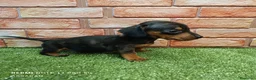 Teckel Miniatura perros en venta: Teckel mini  - Anuncio 6
