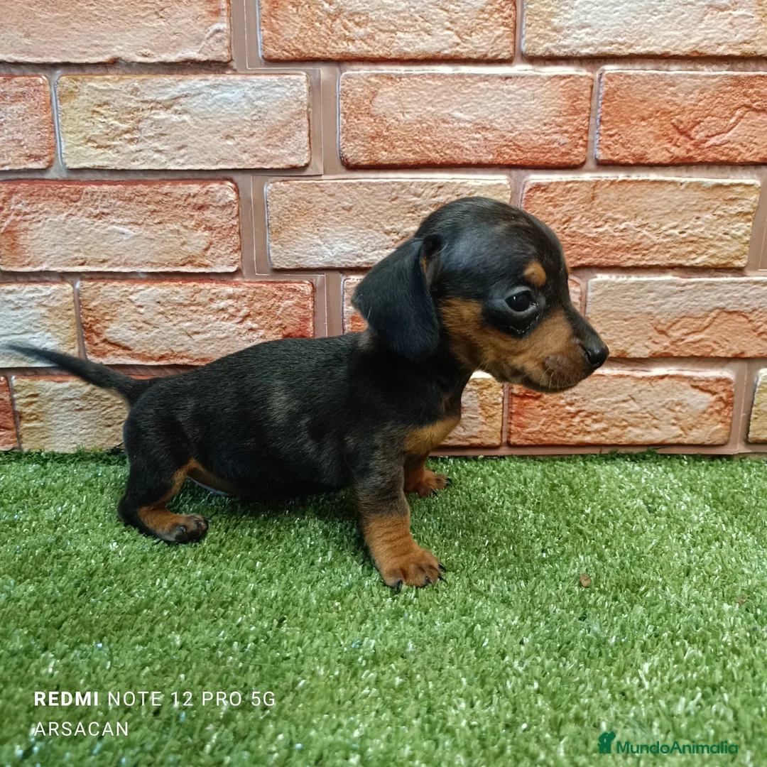 Teckel Miniatura perros en venta: Teckel mini  - Anuncio 6