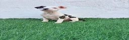 American Staffordshire-Terrier perros en venta: American Stanffordshire terrier - Anuncio 18