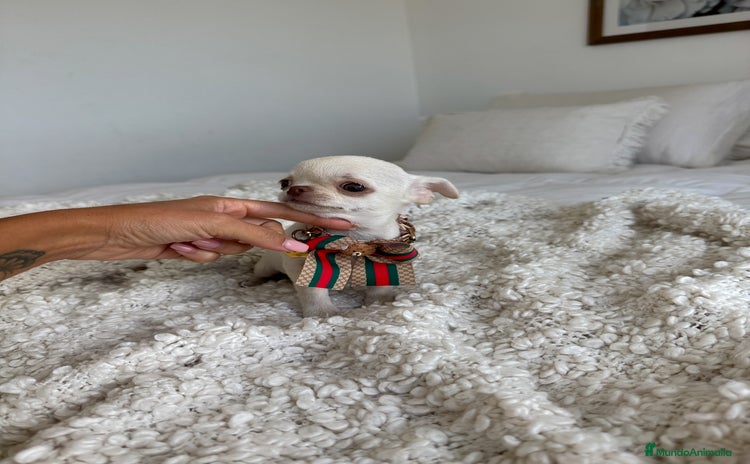 Chihuahua perros - Anuncio 4