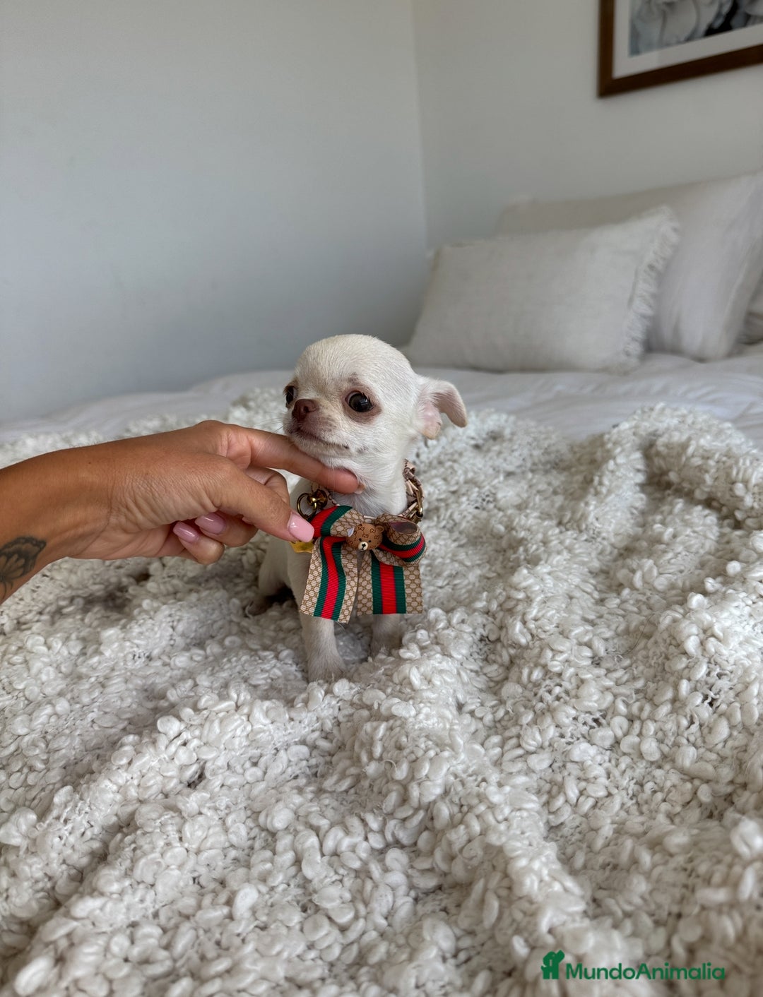 Chihuahua perros en venta: Chihuahua - Imagen 1