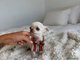 Chihuahua perros - Anuncio 25