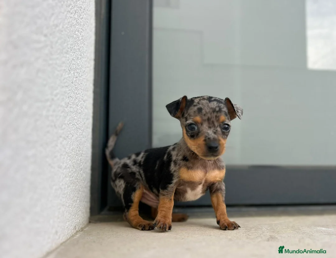 Ratón de Praga perros en venta: Ratón de praga  - Anuncio 2