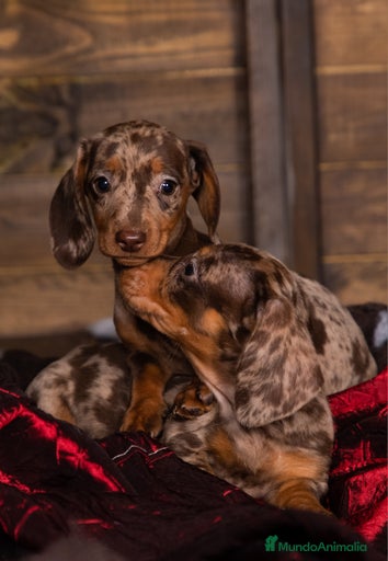 Imagen de galería {{count}}