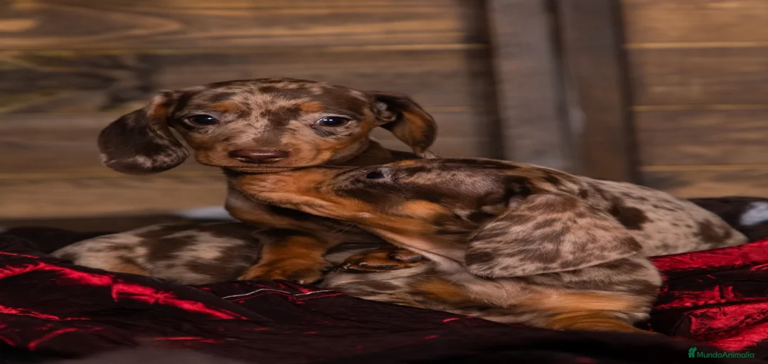 Imagen de galería {{count}}