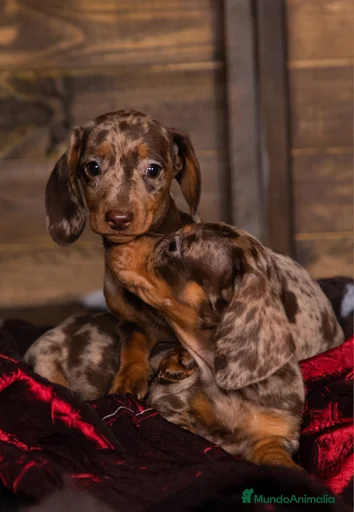 Imagen de galería {{count}}