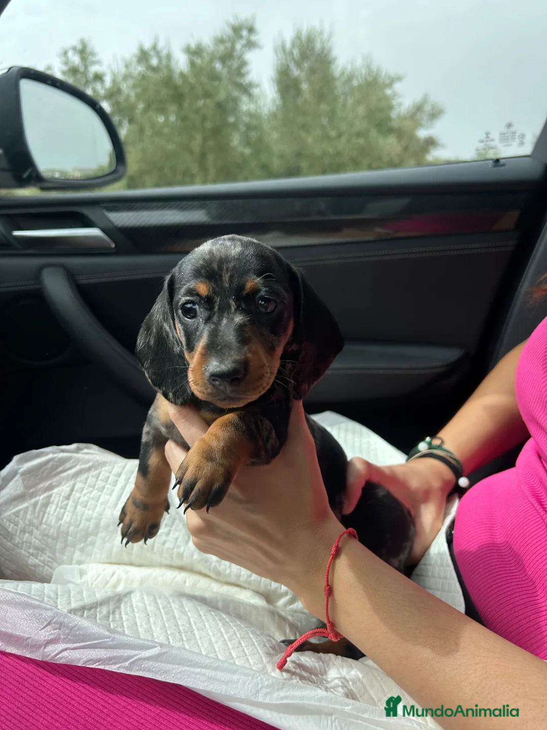 Teckel Miniatura perros en venta: teckel arlequín  - Anuncio 2