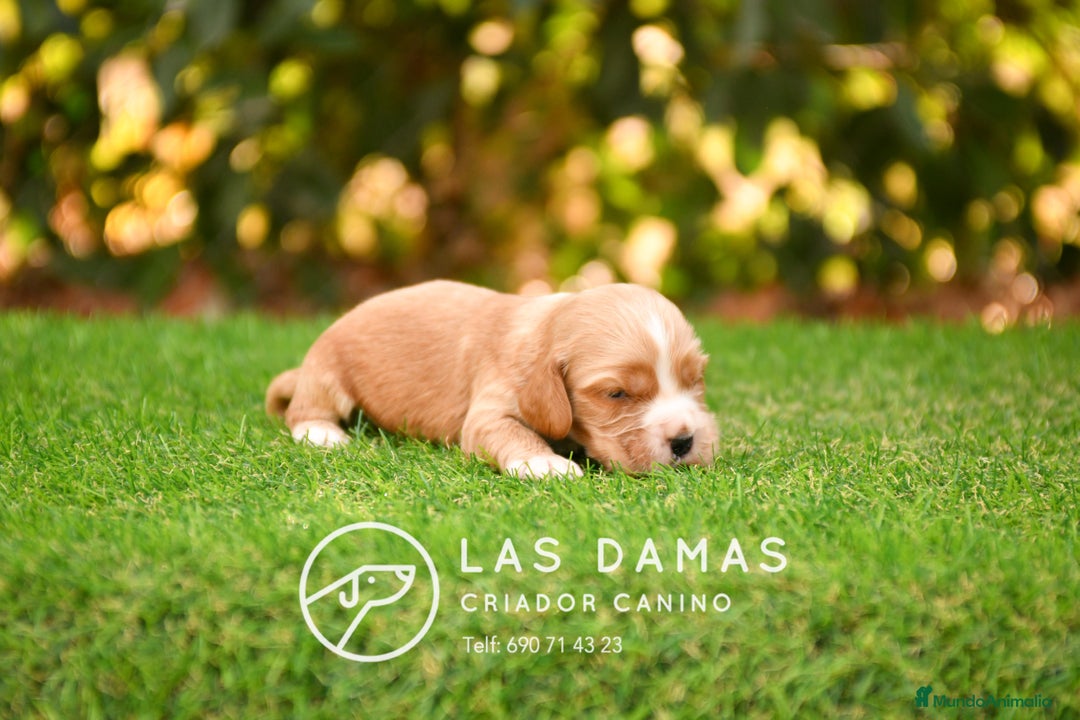 Cocker Spaniel Inglés perros en venta: Cachorros de cocker spaniel inglés disponibles.  - Imagen 2