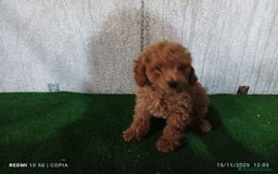 Caniche Enano perros en venta: caniche enano - Anuncio 2