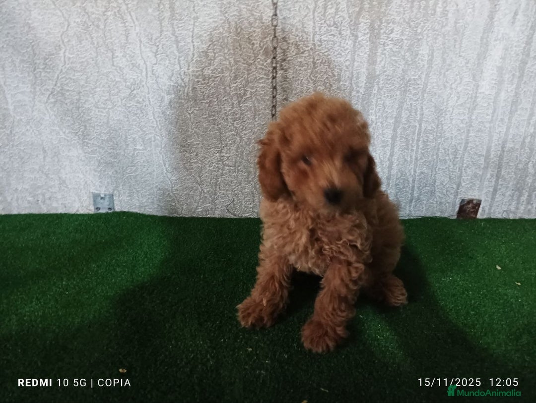 Caniche Enano perros en venta: caniche enano - Anuncio 2