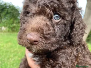 Perro de Agua Español perros Perro de agua español - Anuncio 3