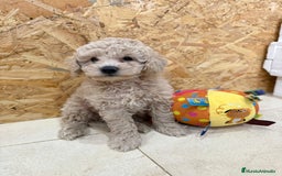 Caniche Enano perros en venta: Caniches enanos  - Imagen 5
