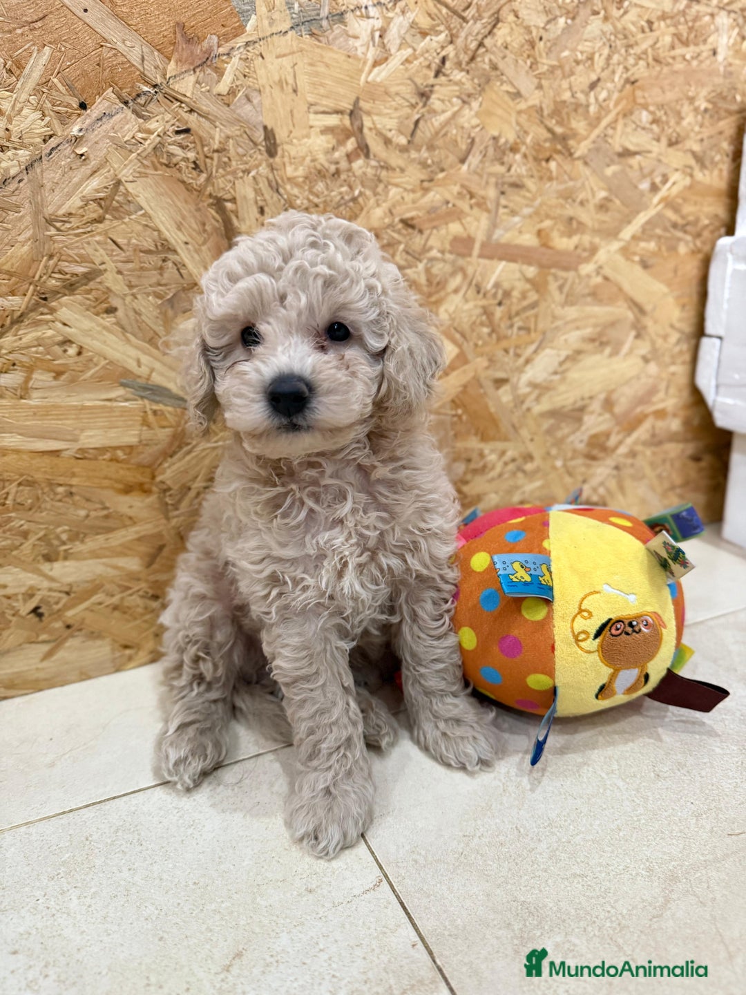 Caniche Enano perros en venta: Caniches enanos  - Imagen 5