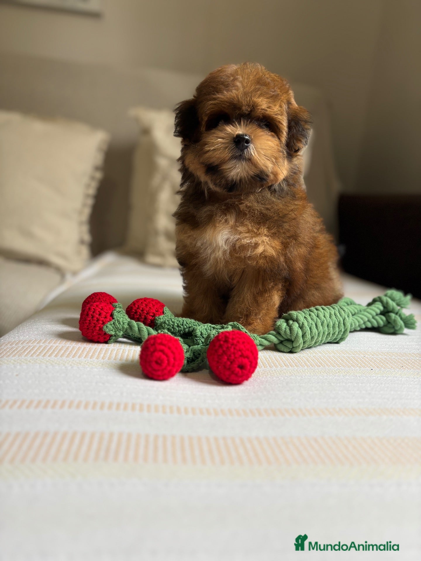 Maltipoo perros Maltipoo Toy Hembra tonalidades chocolates!! - Anuncio 1