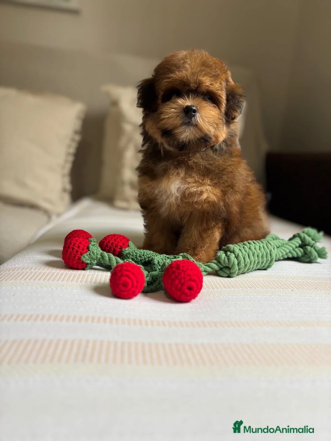Maltipoo perros en venta: Maltipoo Toy Hembra tonalidades chocolates!! - Anuncio 1