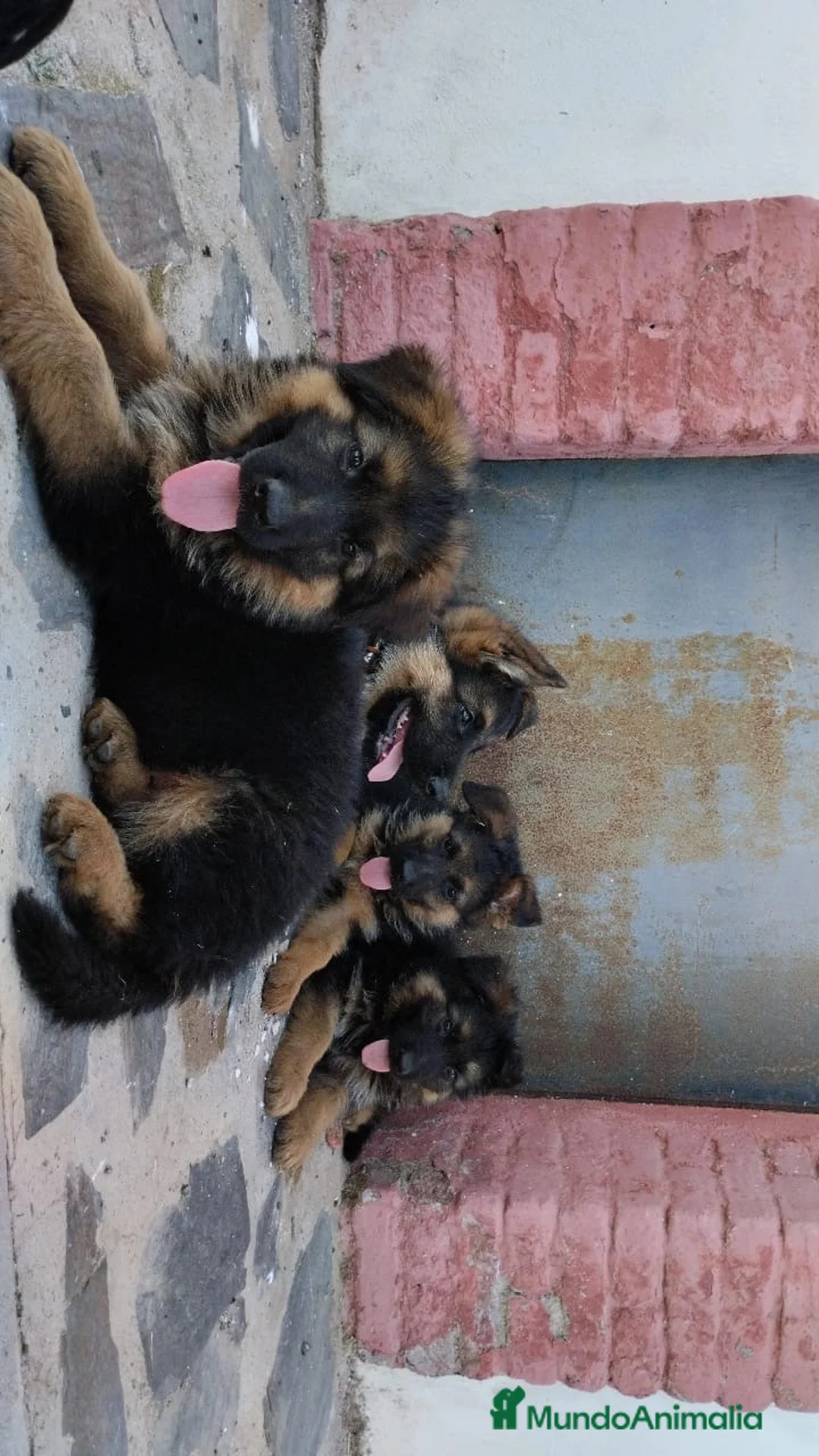 Pastor Alemán perros en venta: CACHORROS DE PASTOR ALEMAN - Anuncio 2