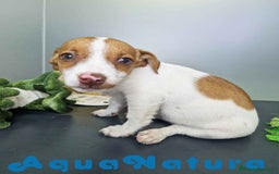 Jack Russell Terrier perros en venta: Jack Russel Hembra JMU 7731 AQUANATURA - Imagen 9