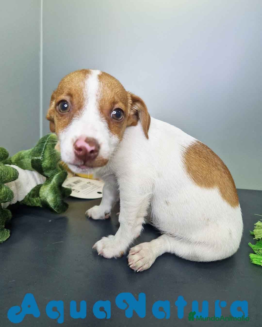 Jack Russell Terrier perros en venta: Jack Russel Hembra JMU 7731 AQUANATURA - Imagen 9