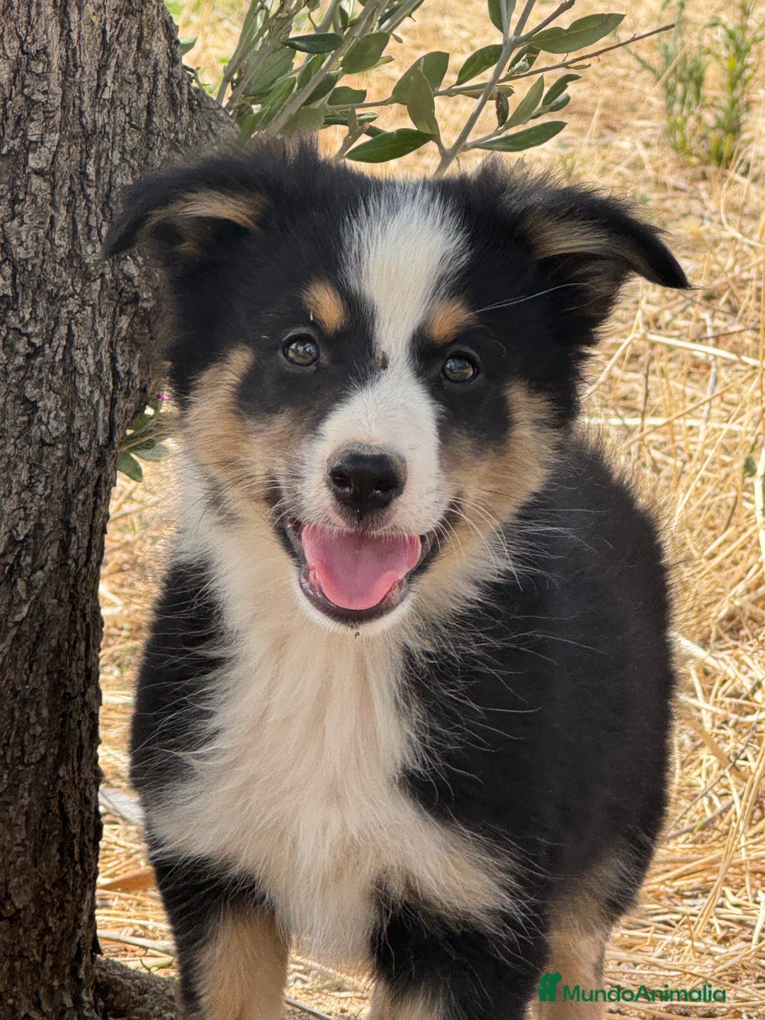 Border Collie perros en venta: BORDER COLLIE  - Anuncio 7