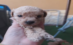 Caniche Enano perros en venta: Cachorro Caniche - Imagen 1