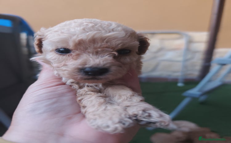 Caniche Enano perros - Propaganda 2