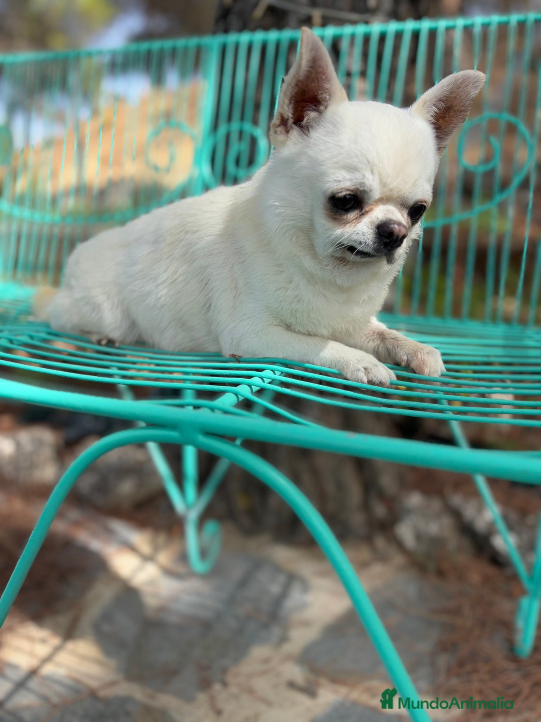 Chihuahua perros en venta: Chihuahua Toy línea inglesa cabeza manzana. - Anuncio 1